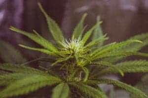 Brooklyn, Ny Cbg Distillate Wholesale Supplier