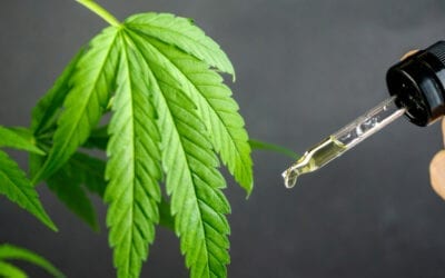 Cbd Blog Cbd Isolate: Comprehensive Guide For Wholesale Buying