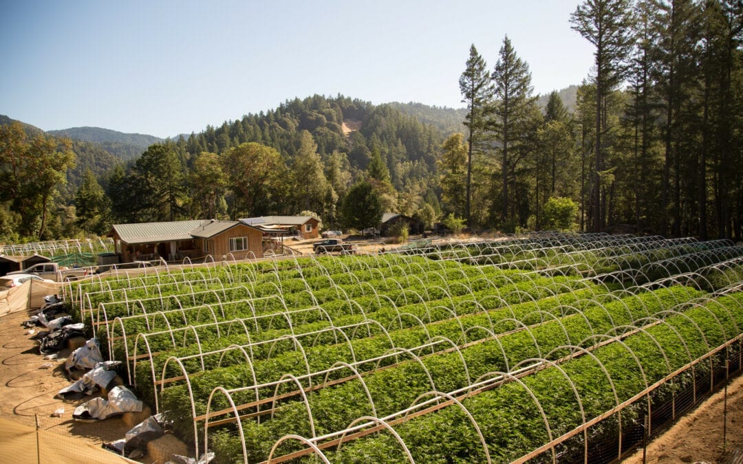 Sowing the CBD Hemp Seeds of Growth: Industrial Hemp Farming for CBD Production (Guide)