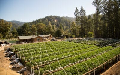 Cbd Blog Sowing The Cbd Hemp Seeds Of Growth: Industrial Hemp Farming For Cbd Production (Guide)