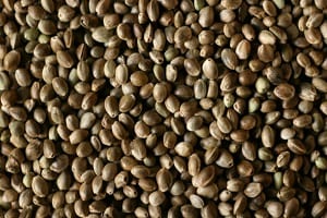 Brooklyn, Ny Brooklyn, Ny Bulk Cbd Hemp Seeds 1