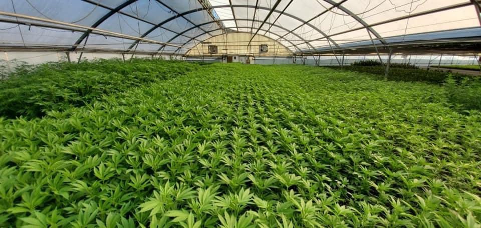 Bulk Order Feminized CBD Bulk Order Feminized CBD