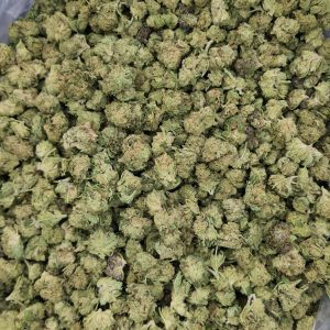 Bulk Banana Punch THCA Flower Smalls on Light Assist