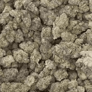 Gelato 41 Exotic THCA Flower