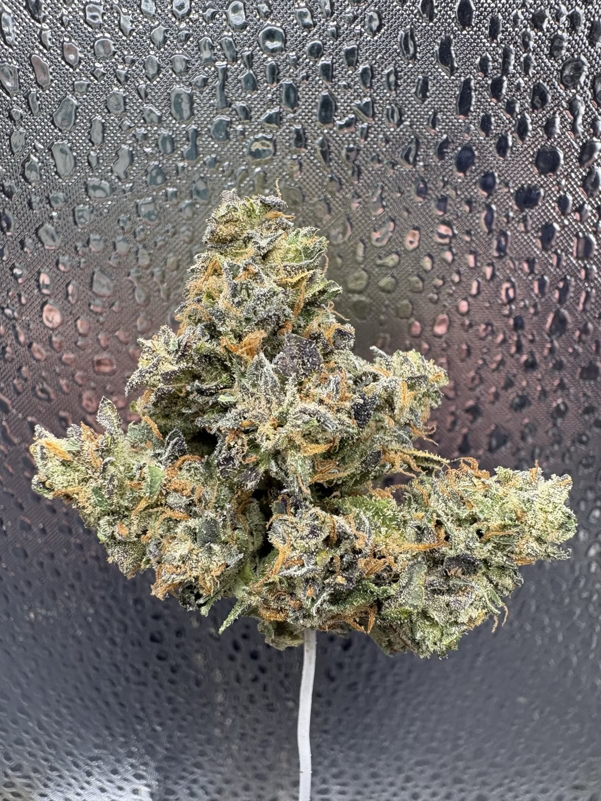 White Runtz Indoor Thca Flower White Runtz Indoor Thca Flower